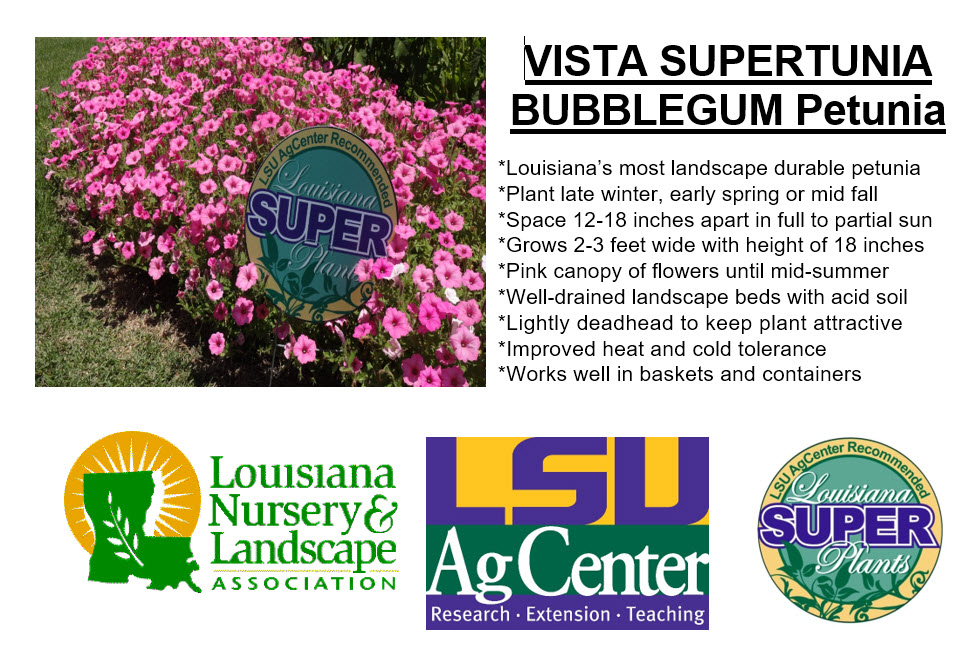 Vista Supertunia Bubblegum Petunia
